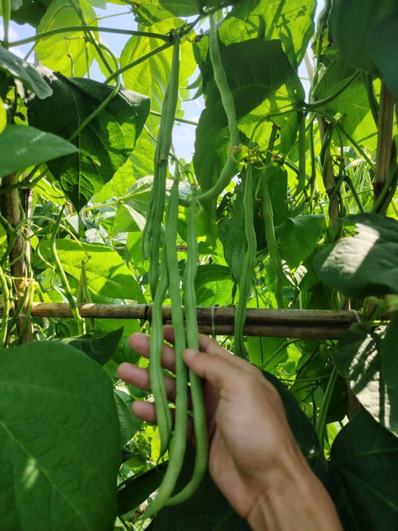 无筋豆，小金豆