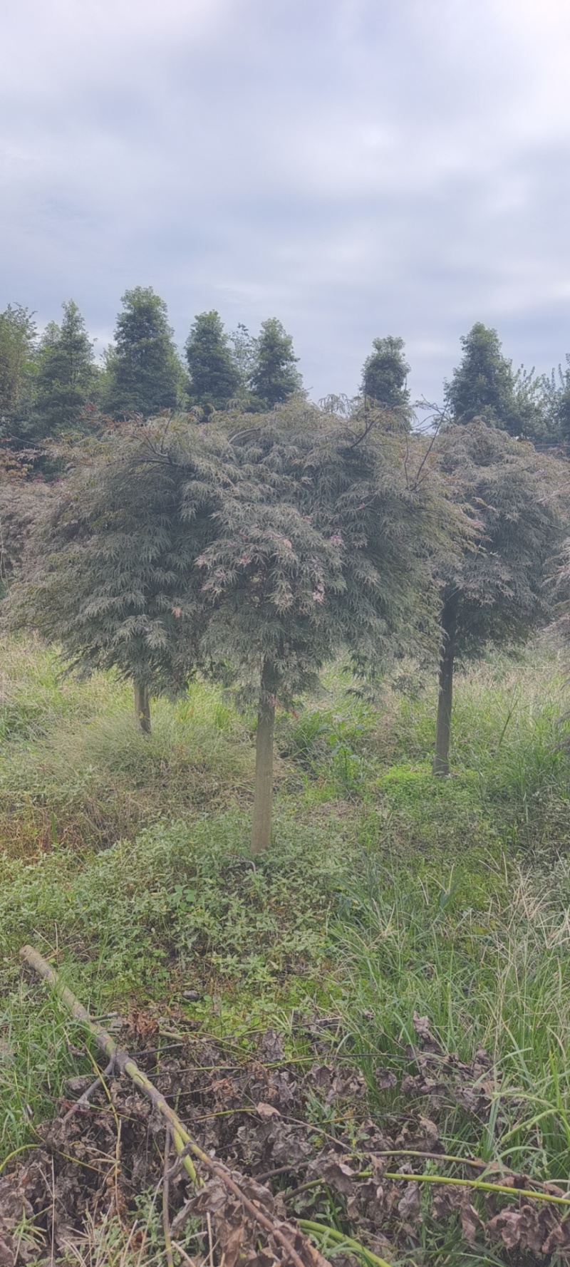【推荐】羽毛枫现挖现发成活率高欢迎来电洽谈咨询洽谈合作