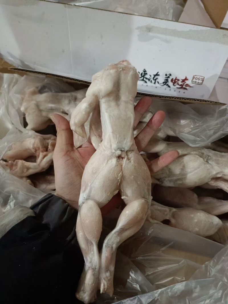 三鲸岛/活杀单冻牛蛙，对接全国市场，可定制量大从优