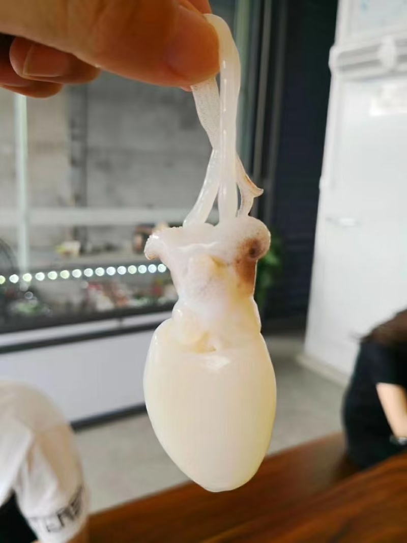 三鲸岛/原汁版冻墨鱼仔，对接全国市场，量大从优