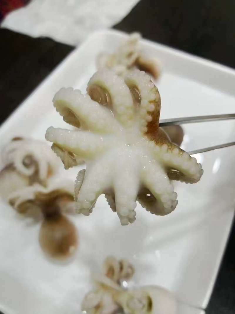 三鲸岛/盐磨版冻八爪鱼，对接全国市场，量大从优