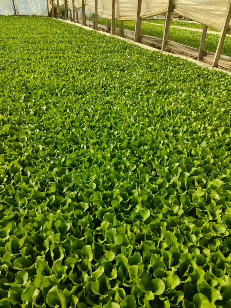 意大利生菜苗，自己基地育苗，品质保证，根系发达，带土发货