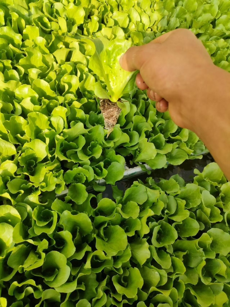 意大利生菜苗，自己基地育苗，品质保证，根系发达，带土发货