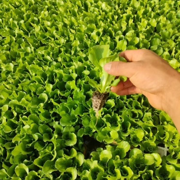 意大利生菜苗，自己基地育苗，品质保证，根系发达，带土发货