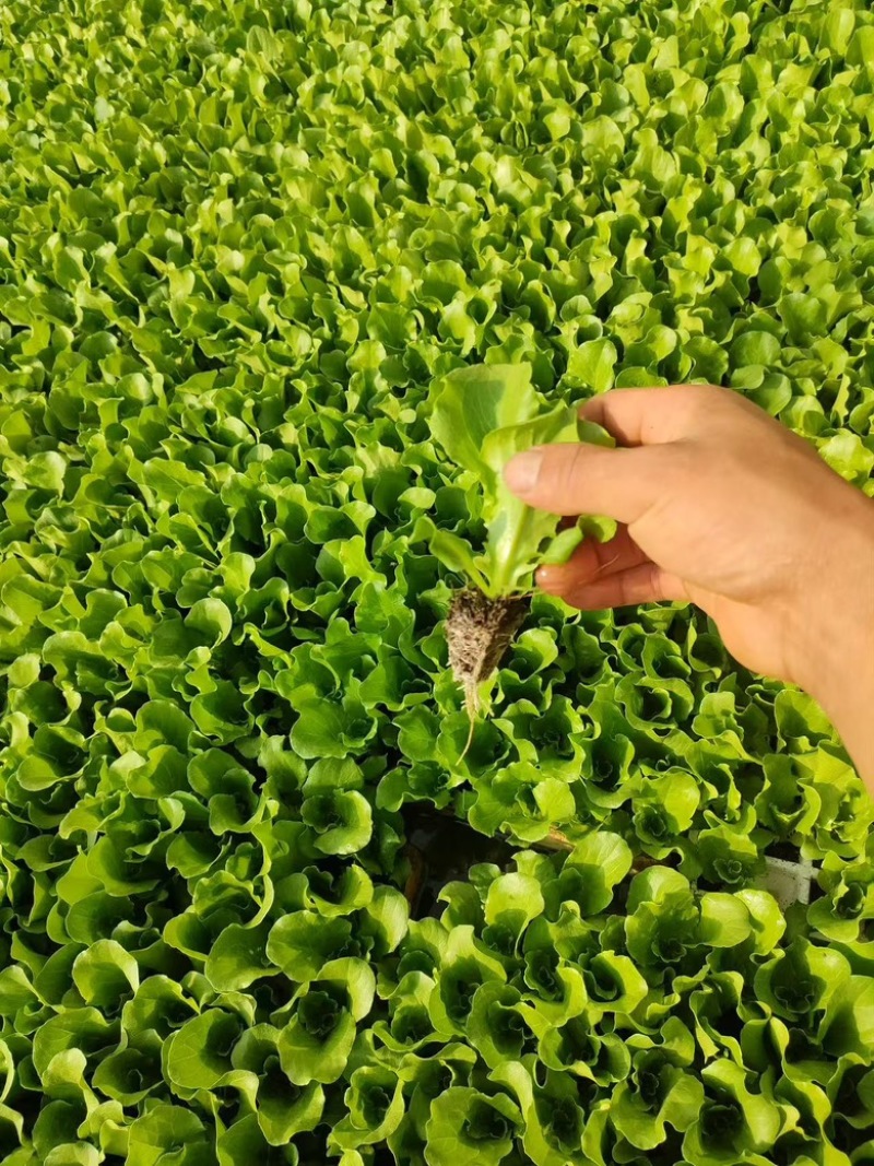 意大利生菜苗，自己基地育苗，品质保证，根系发达，带土发货