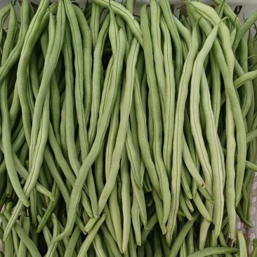 无丝豆芸豆白不老芸豆精品货源充足大量上市大量供货