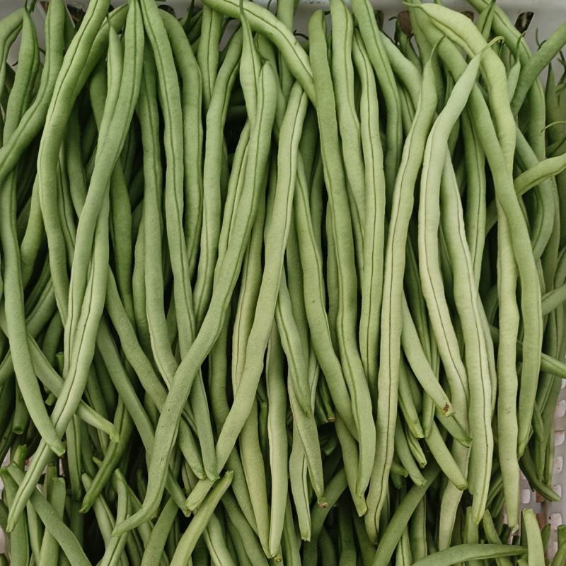 无丝豆芸豆白不老芸豆精品货源充足大量上市大量供货