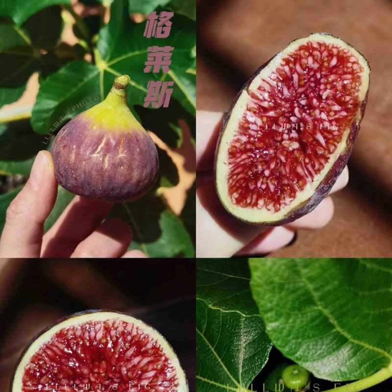 格莱斯无花果树苗品种保真
