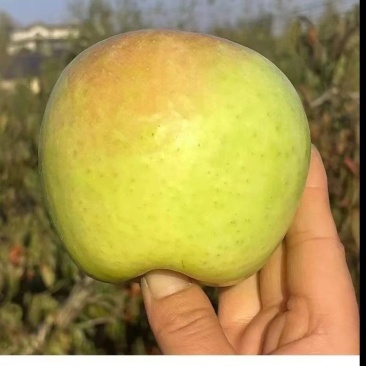 山东明月水蜜桃苹果