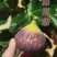 格莱斯无花果树苗品种保真