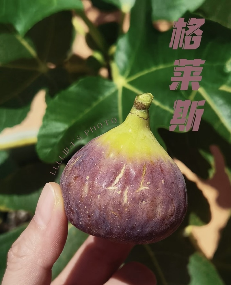 格莱斯无花果树苗品种保真