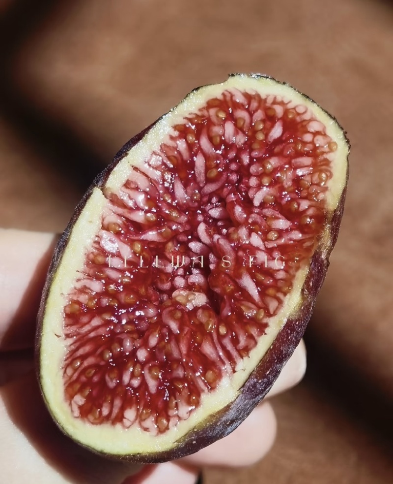 格莱斯无花果树苗品种保真