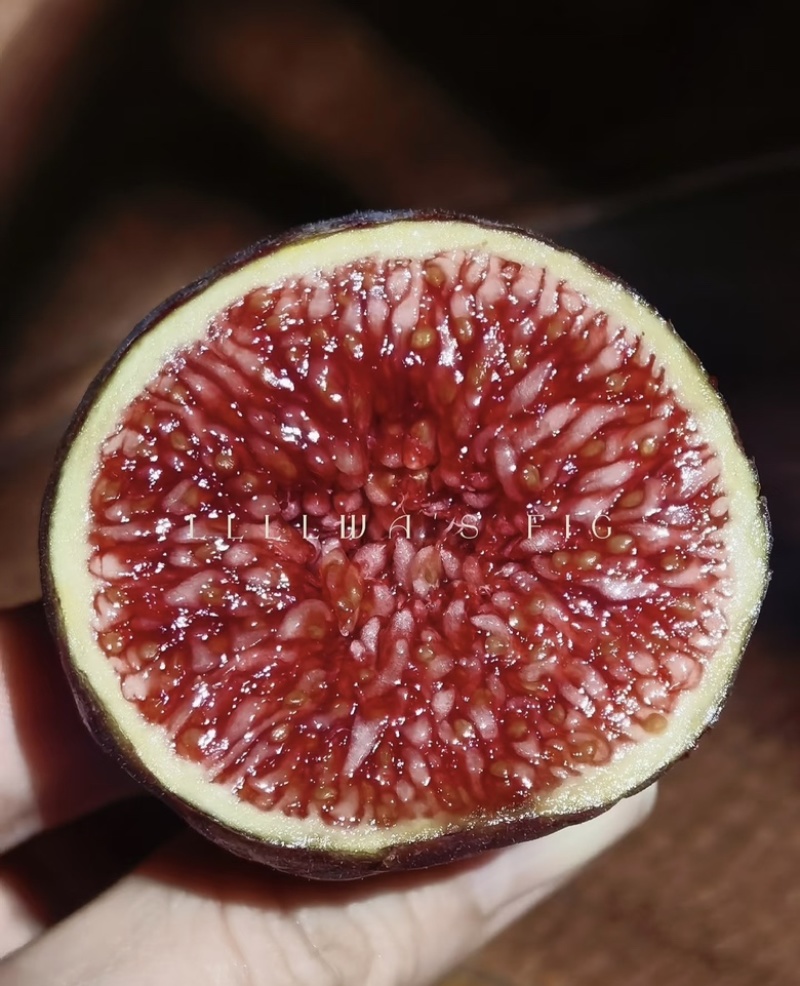 格莱斯无花果树苗品种保真