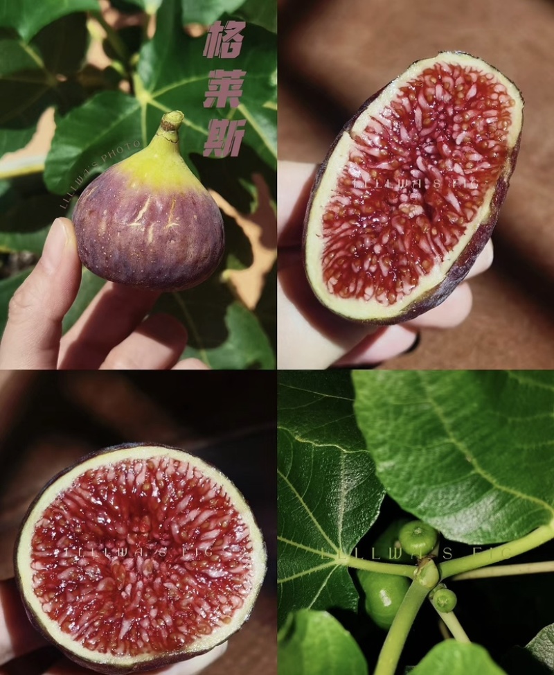 格莱斯无花果树苗品种保真