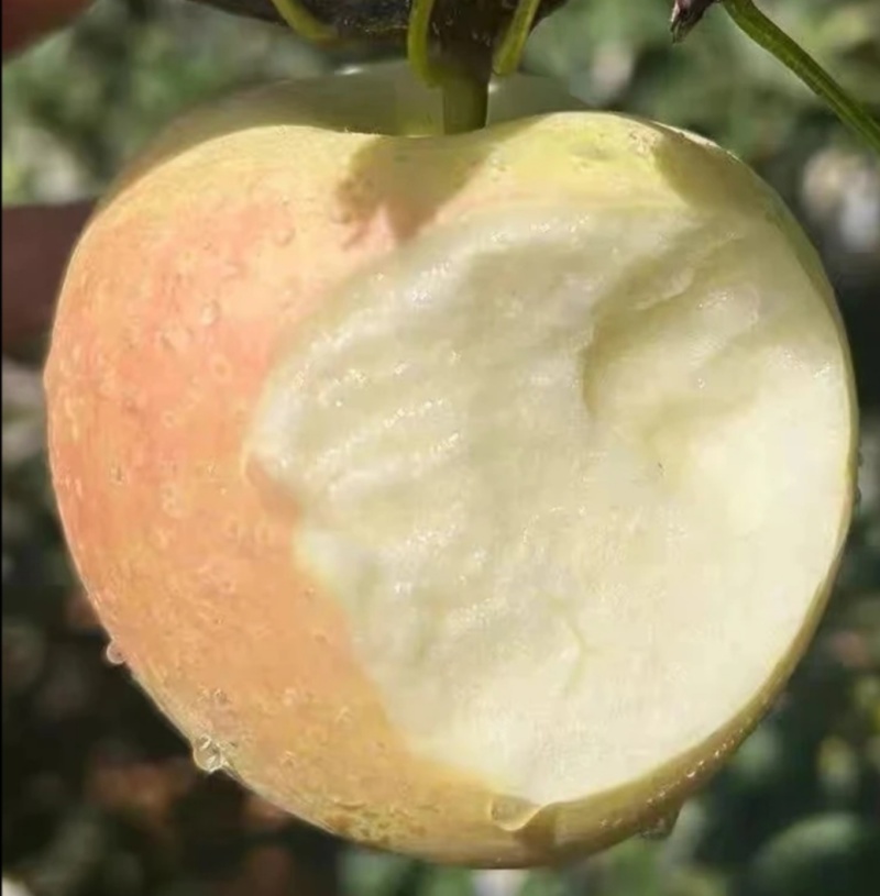 山东明月水蜜桃苹果