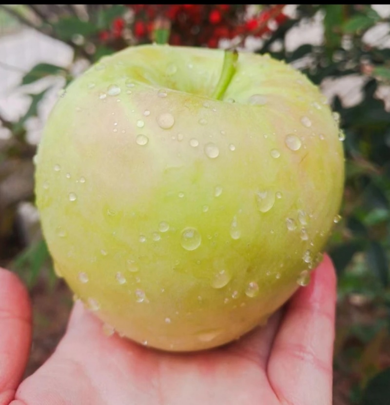 山东明月水蜜桃苹果