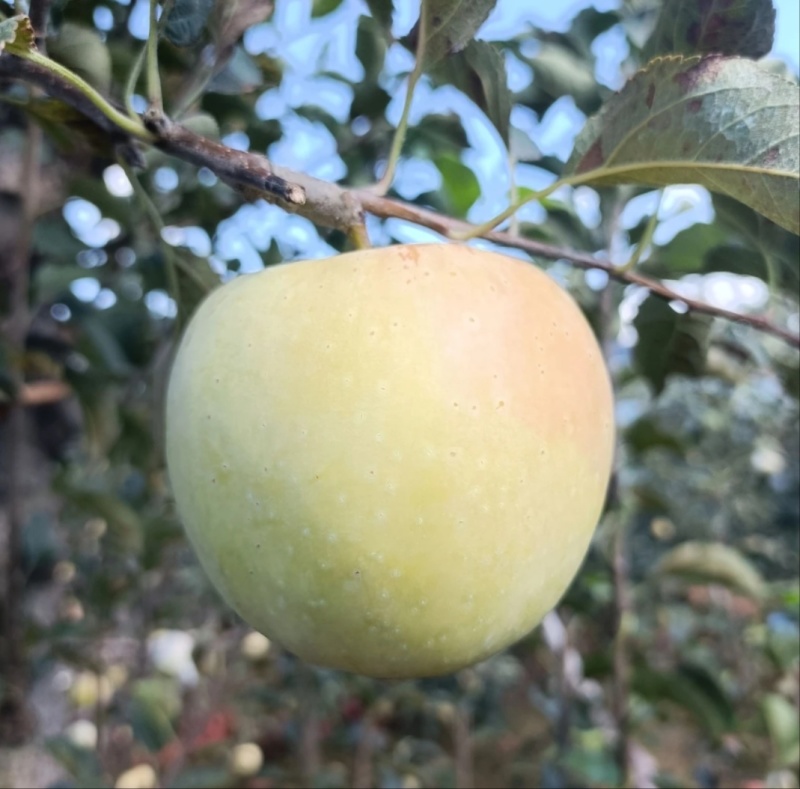 山东明月水蜜桃苹果