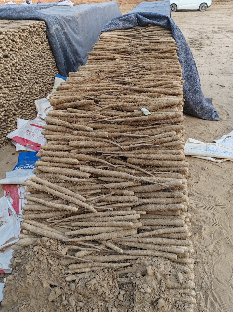 精品麻山药/可视频看货/货源充足/可供超市电商/批发市场