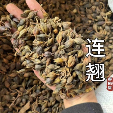 连翘青连翘水煮青翘实拍现货发货如图青翘