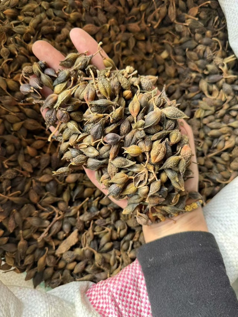 连翘青连翘水煮青翘实拍现货发货如图青翘