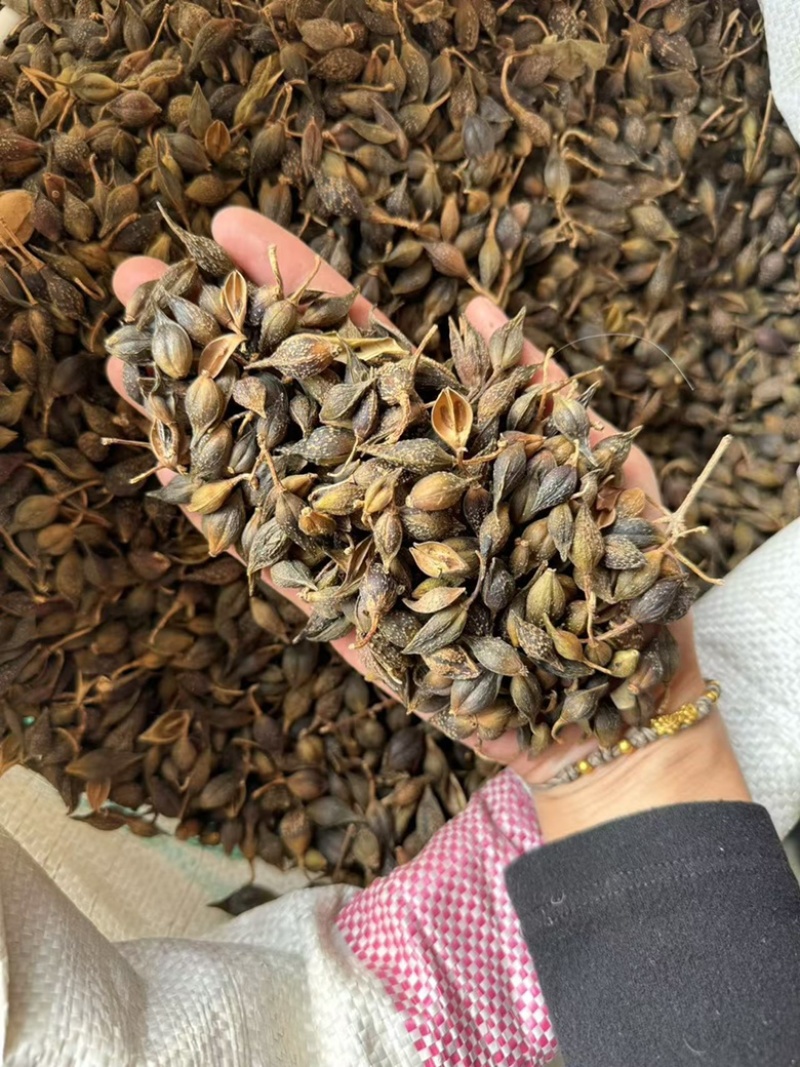 连翘青连翘水煮青翘实拍现货发货如图青翘