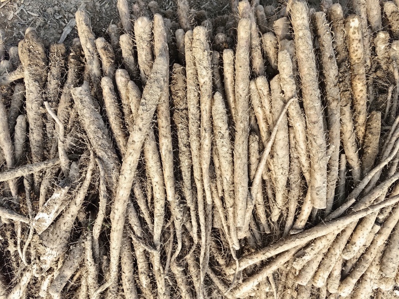 双棒山药电商平台货各种规格包装都有，欢迎致电