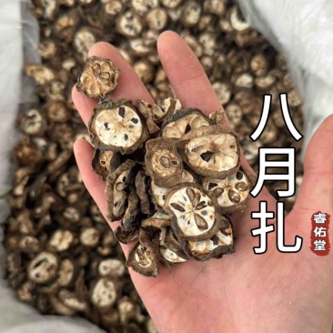 八月扎八月札预知子八月瓜八月炸实拍现货无硫