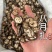 八月扎八月札预知子八月瓜八月炸实拍现货无硫