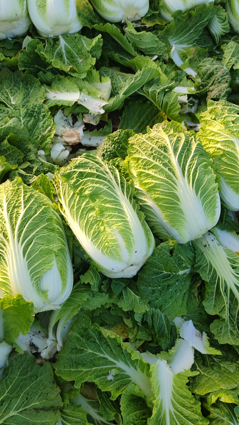 大量供应黄心大白菜