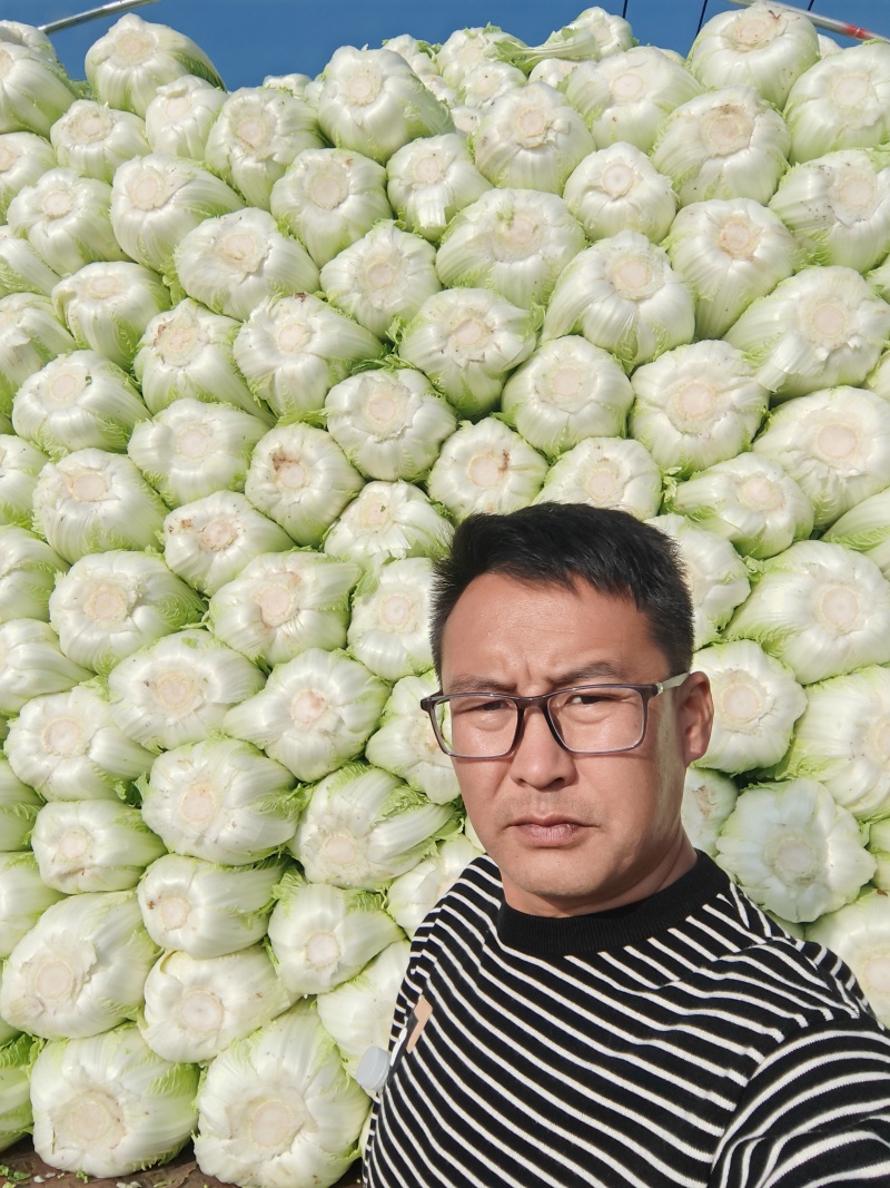 大量供应黄心大白菜