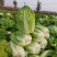 大量供应黄心大白菜