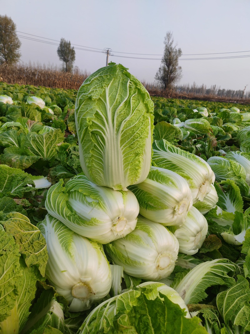 大量供应黄心大白菜