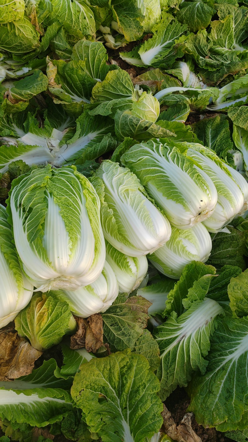 大量供应黄心大白菜