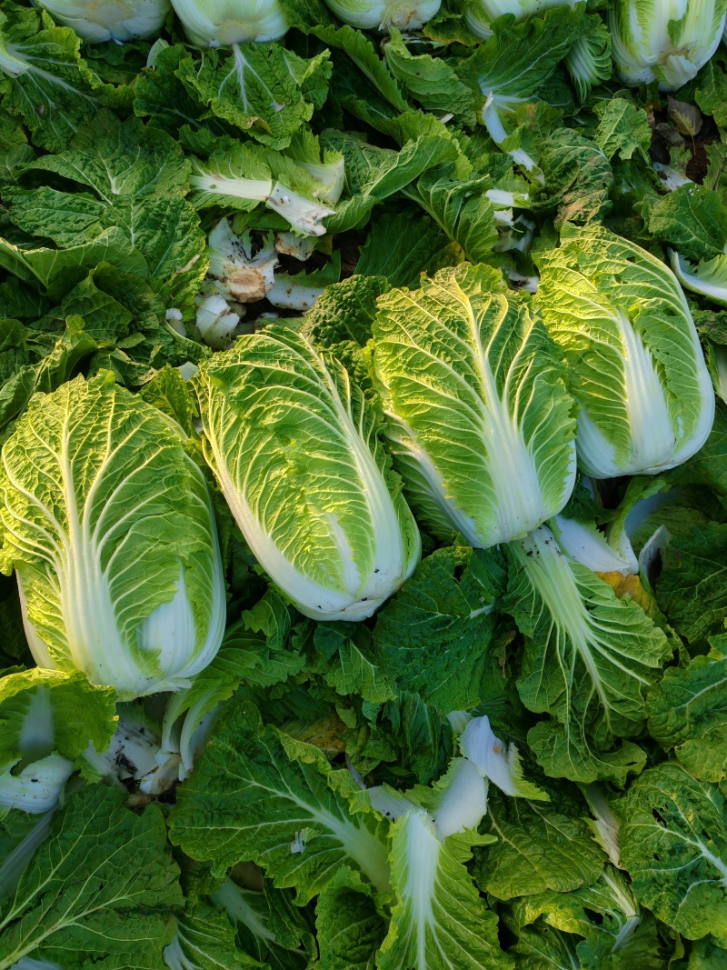 大量供应黄心大白菜