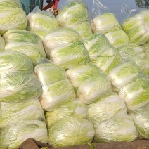 大量供应黄心大白菜