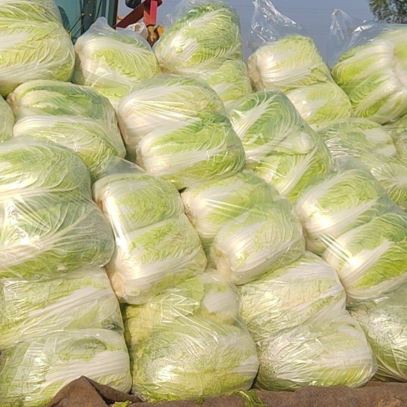 大量供应黄心大白菜
