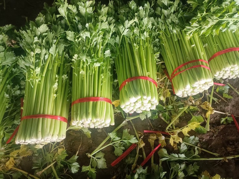 金乡芹菜大量上市。