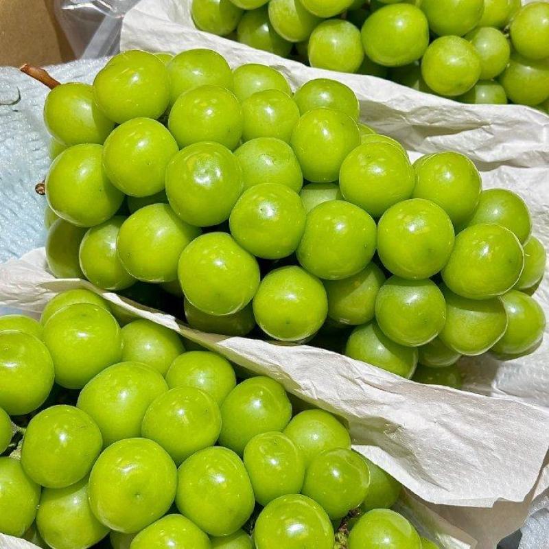 阳光玫瑰规格齐全口感好糖度高串型好