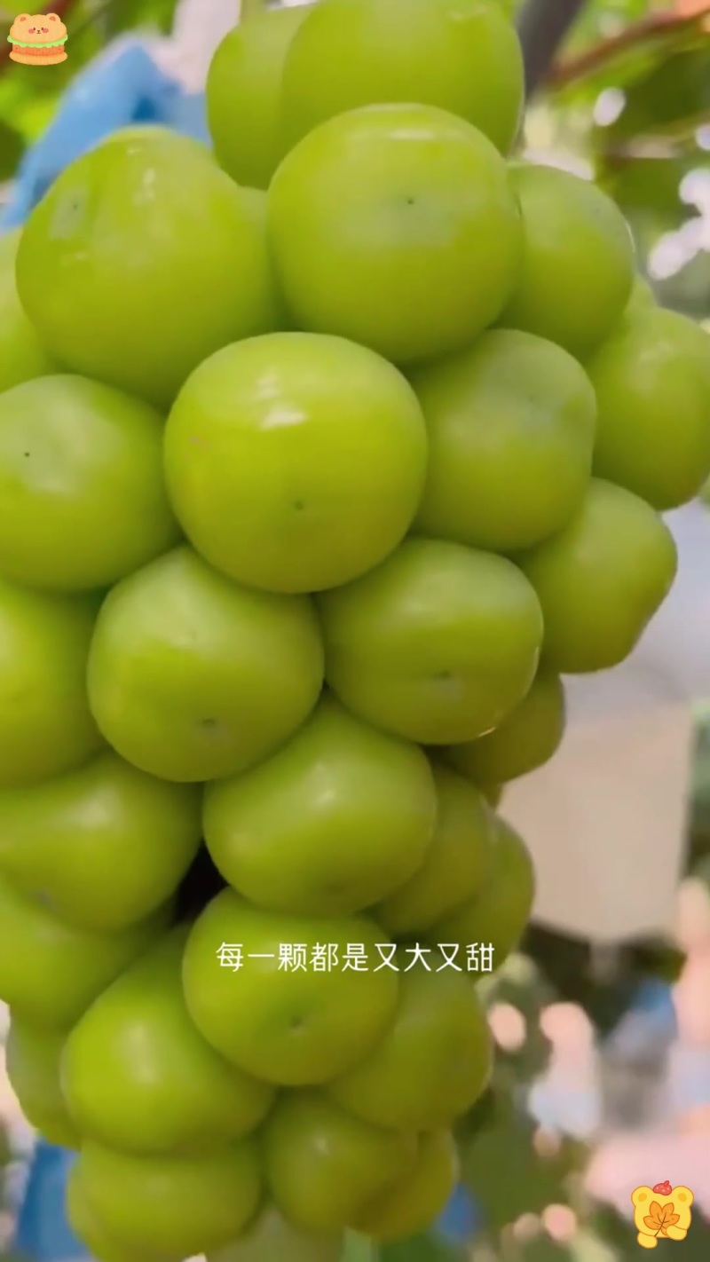 阳光玫瑰规格齐全口感好糖度高串型好