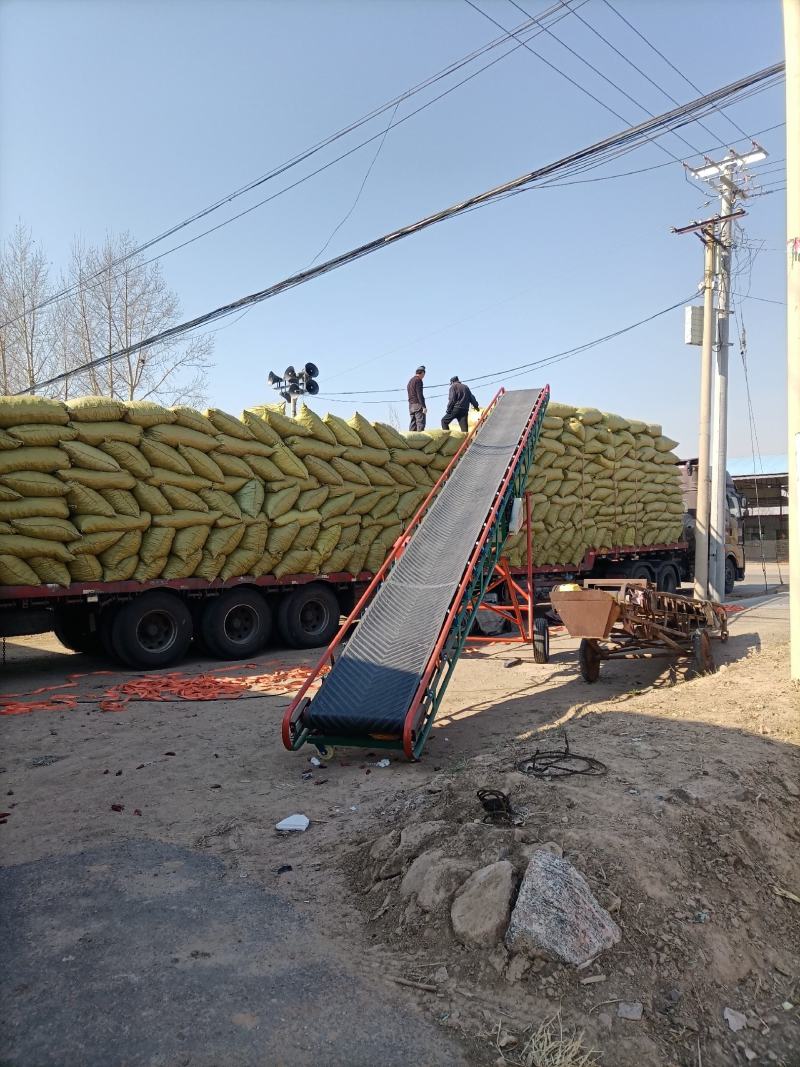 山西应县剪把北京红干辣椒大量上市，个头大，颜色好，椒形大