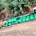 2024云南野生榨汁油甘果(滇橄榄）(余甘子）大量上市