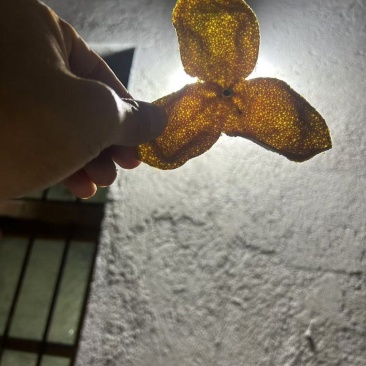 浦北县，茶枝柑陈皮二红，