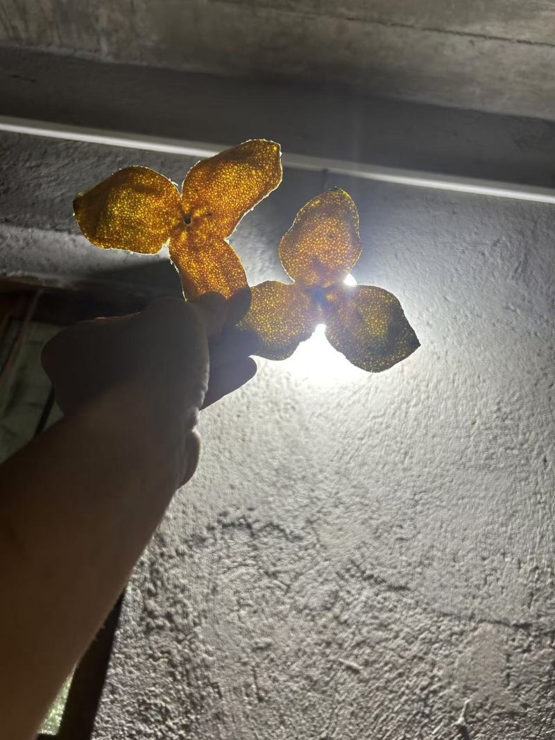 浦北县，茶枝柑陈皮二红，
