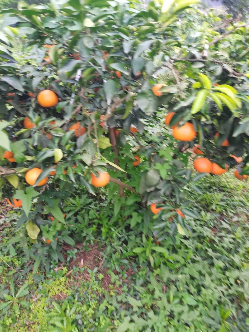 爱媛果冻橙