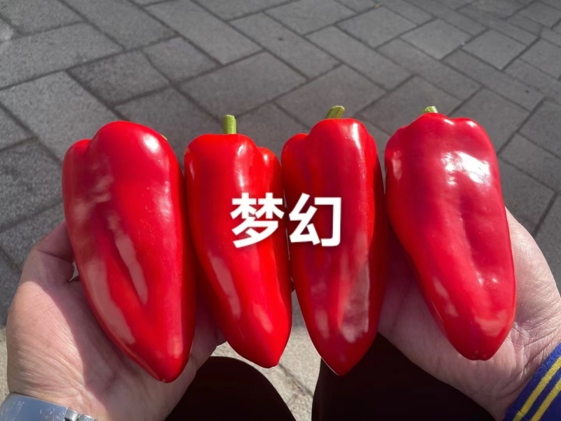 华渝梦幻红辣椒种子长圆锥形甜椒种子大果红尖椒大红泡椒种子