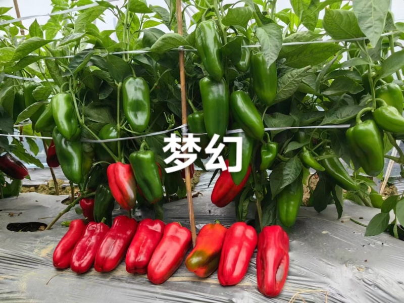 华渝梦幻红辣椒种子长圆锥形甜椒种子大果红尖椒大红泡椒种子