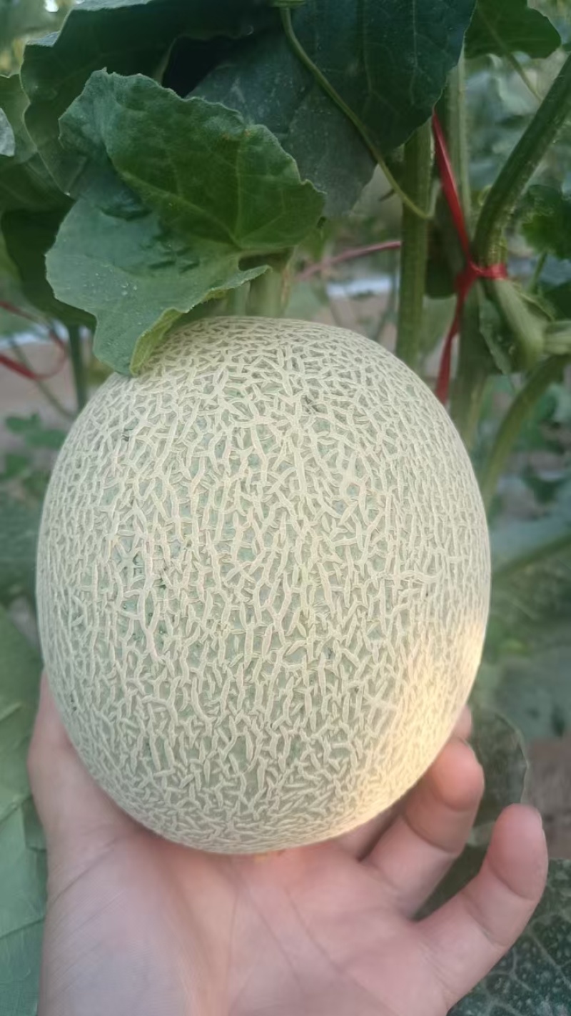 【推荐】海南网纹瓜供应市场商超电商品质保证量大价优
