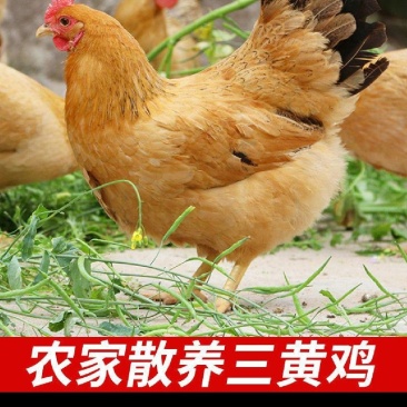 正宗散养三黄鸡子鸡非老母鸡笨鸡农家新鲜扒鸡乌鸡活鸡整鸡土