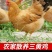 正宗散养三黄鸡子鸡非老母鸡笨鸡农家新鲜扒鸡乌鸡活鸡整鸡土