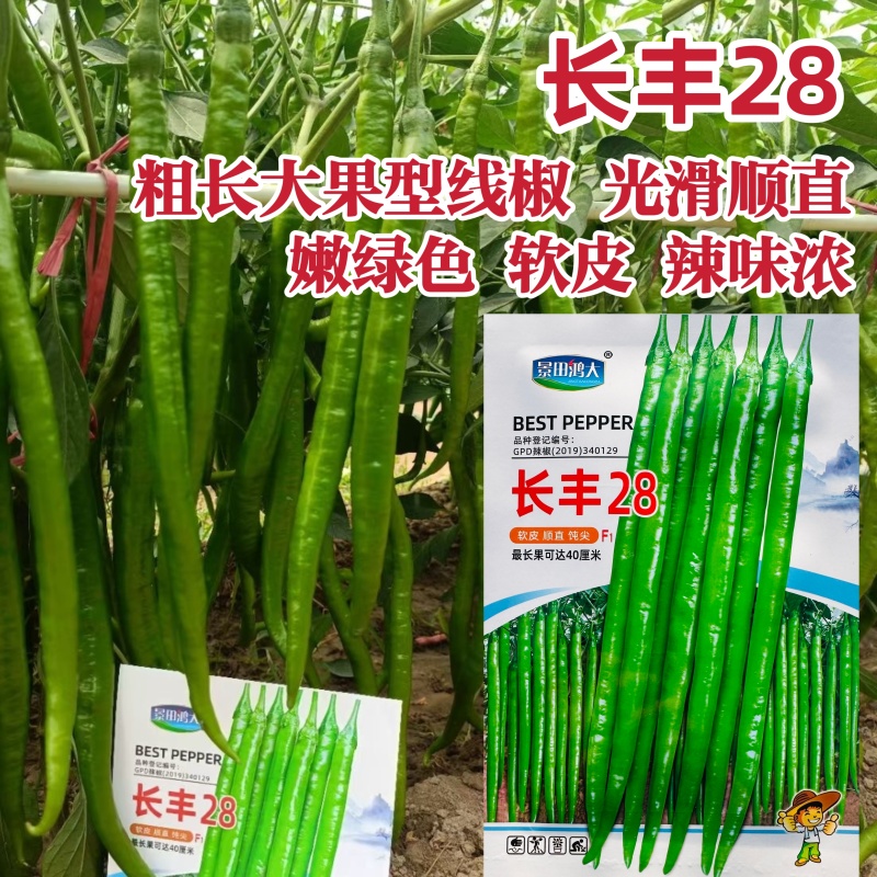 长线28线椒种子辣椒粗线椒种子高产特长软皮线椒种子香辣